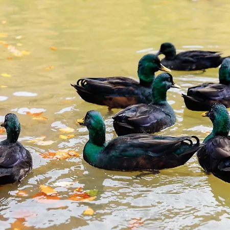 Voevodyno Semesteranläggning (resort) Tur'ya Paseka